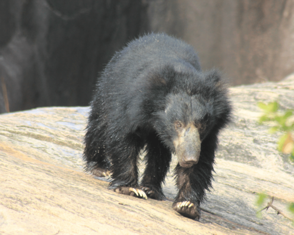 YALA National Park 7-Hours Wildlife Safari With Breakfast - What to Bring on Safari
