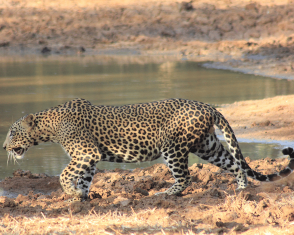 YALA National Park 7-Hours Wildlife Safari With Breakfast - Nearby Attractions and Activities