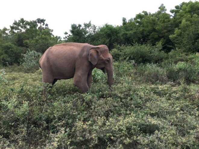 Yala National Park All-Inclusive 2-Day Safari - Location