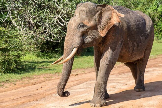 Yala National Park: All-Inclusive Day Tour - Customer Reviews and Ratings