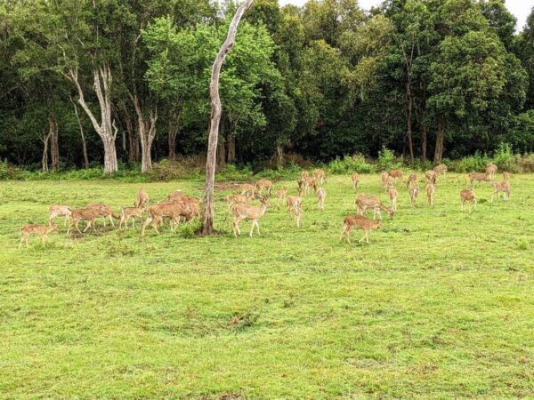 Yala National Park - ALL INCLUSIVE PRIVATE 4*4 Safari Tour - Tips for a Great Safari