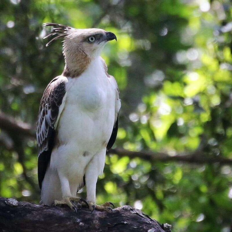 Yala National Park: All Inclusive Private Safari Day Trip - An In-Depth Look at the Yala Safari Experience