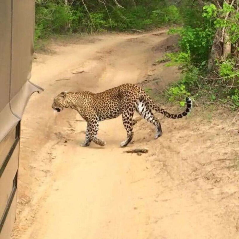 Yala National Park: All Inclusive Private Safari Day Trip - Good To Know