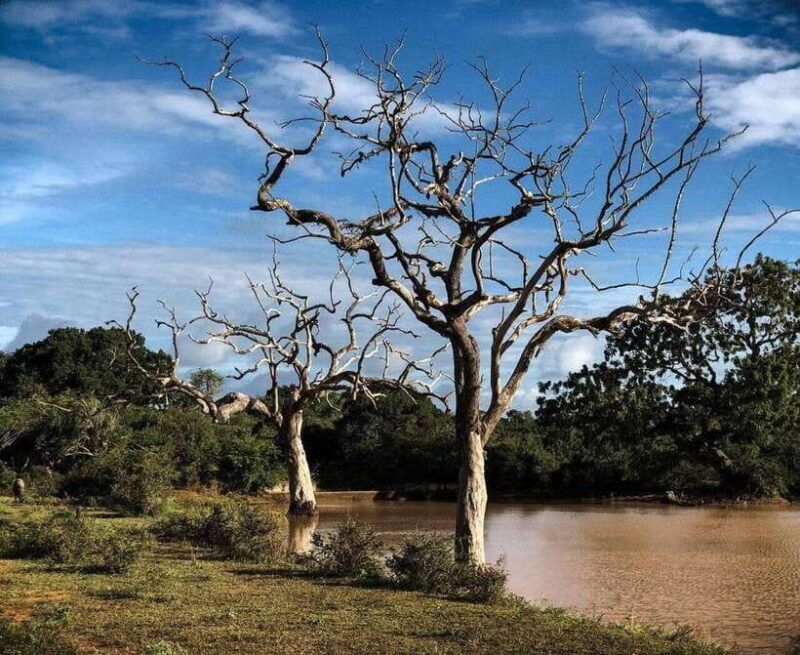 Yala National Park: All Inclusive Private Safari Day Trip - What to Expect from the Yala Safari Day Trip