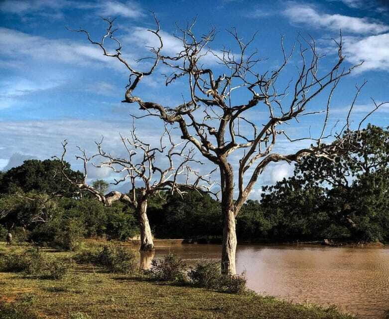 Yala National Park: All Inclusive Private Safari Day Trip - Practical Details and Considerations