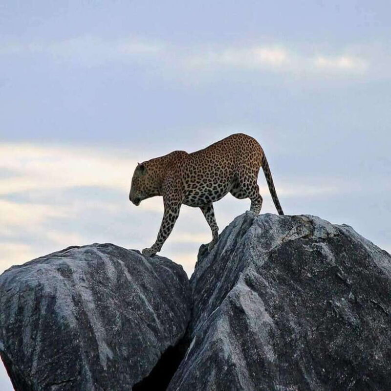 Yala National Park: All Inclusive Private Safari Day Trip - Overall Value and Suitability