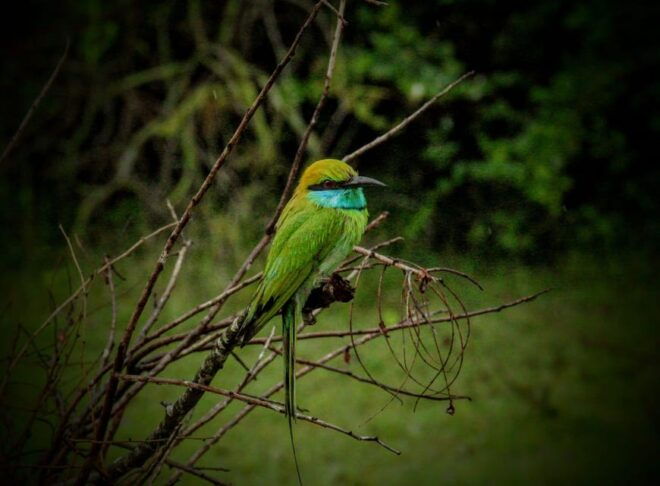 Yala National Park: ALL INCLUSIVE PRIVATE Safari Tour - Important Information