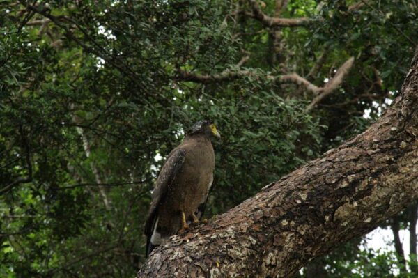 Yala National Park: ALL INCLUSIVE PRIVATE Safari Tour - Booking Process