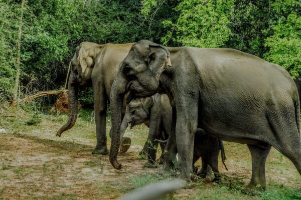 Yala National Park: ALL INCLUSIVE PRIVATE Safari Tour - Tips for Safari Success