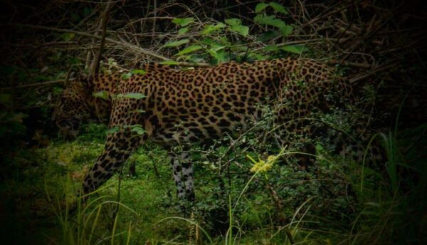 Yala National Park: ALL INCLUSIVE PRIVATE Safari Tour - Frequently Asked Questions