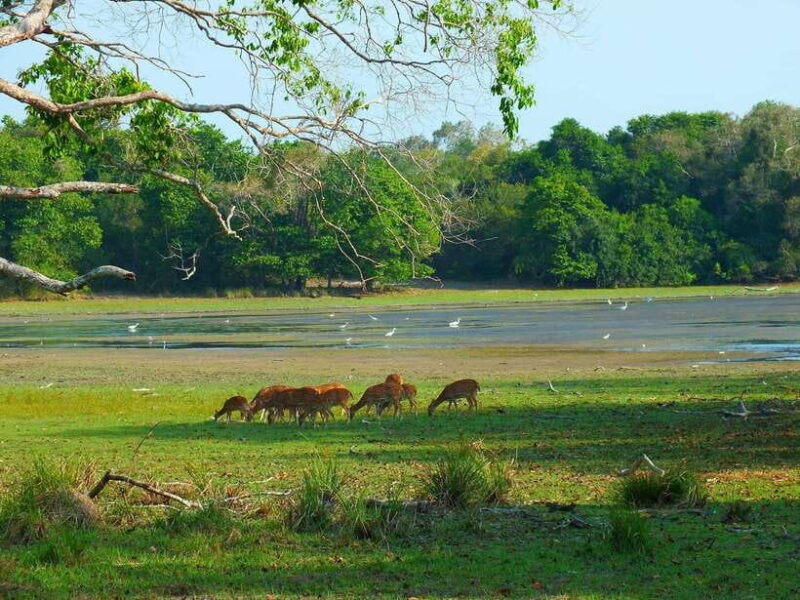 Yala National Park - All Inclusive Safari Day Tour - Authentic Experiences and Real Feedback