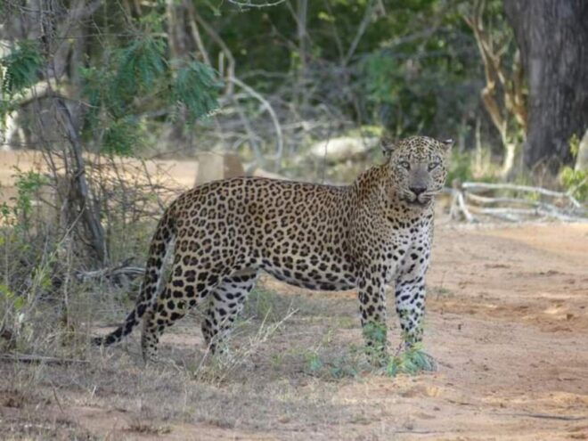 Yala National Park Budget Safari - Yala National Park Budget Safari Provider