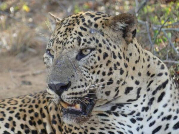 Yala National Park Budget Safari - The Sum Up
