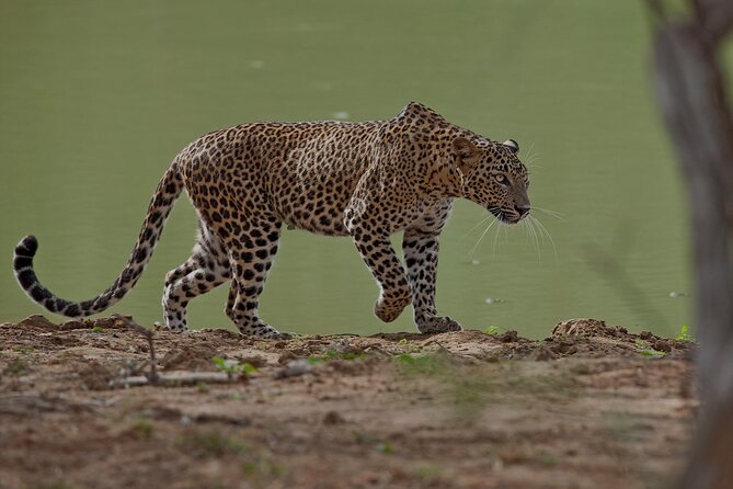Yala National Park by Ajith Safari - Exploring Yalas Breathtaking Landscapes