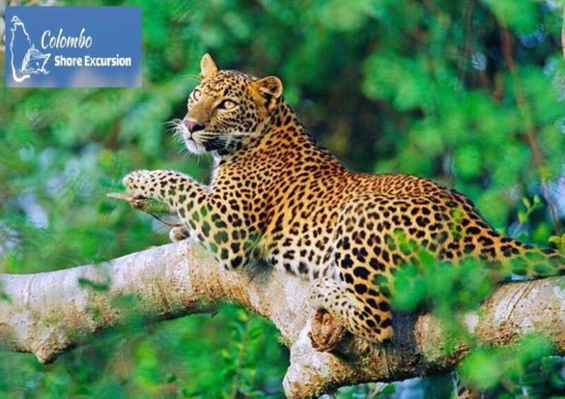 Yala National Park: Day Tour with Jeep Safari - Who Is This Tour Best For?