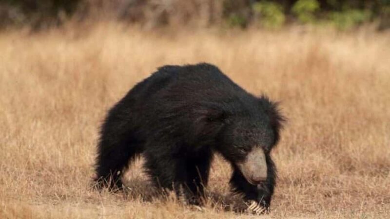 Yala National Park: Day Trip From Riu Hotel Ahungalla - A Detailed Look at the Experience