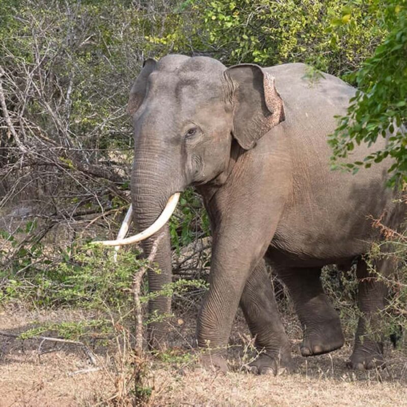 Yala National Park: Day Trip From Riu Hotel Ahungalla - Final Thoughts