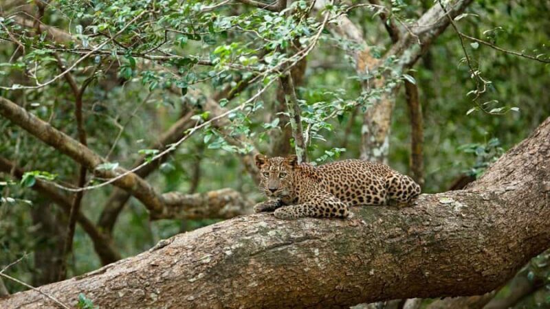 Yala National Park: Day Trip From Riu Hotel Ahungalla - FAQs