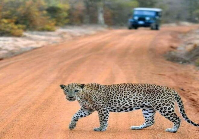 Yala National Park: Early Morning or Evening Private Safari - Pickup and Drop-off Locations