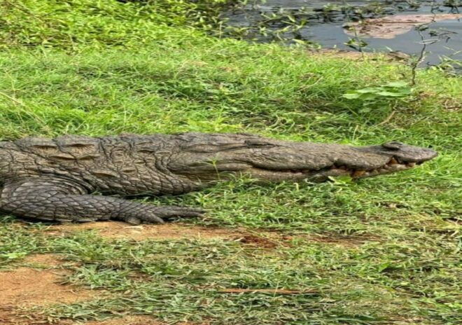 Yala National Park: Early Morning or Evening Private Safari - Safari Experience and Itinerary