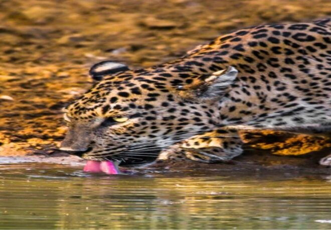 Yala National Park: Early Morning or Evening Private Safari - Evening Safari Advantages