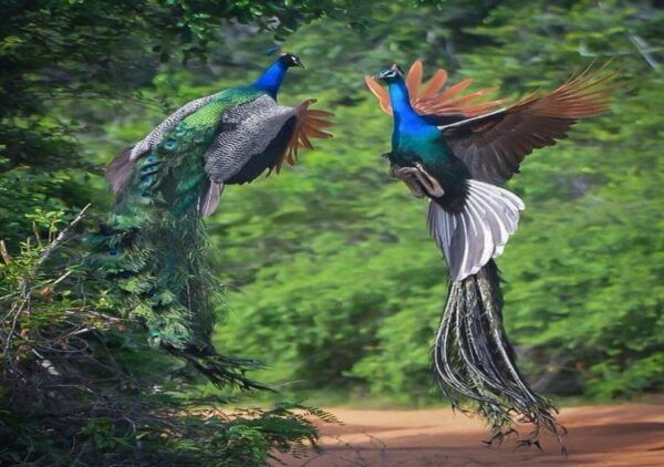 Yala National Park: Early Morning or Evening Private Safari - Tips for a Great Safari