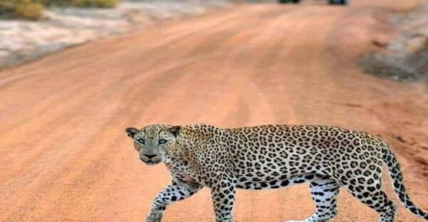 Yala National Park: Early Morning or Evening Private Safari - Frequently Asked Questions