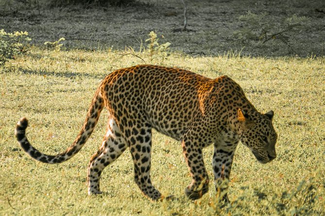 Yala National Park Entrance Ticket - Good To Know