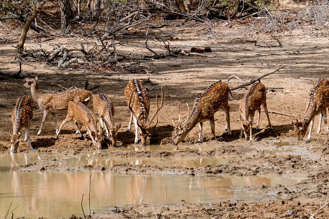 Yala National Park Entrance Ticket - Logistics and Pickup Information