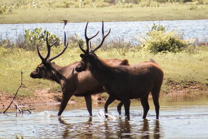 Yala National Park Entrance Ticket - Ticket Redemption Process