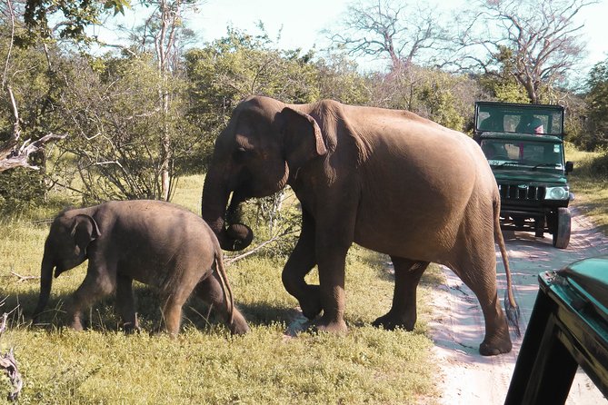 Yala National Park Entrance Ticket - Reviews and Ratings