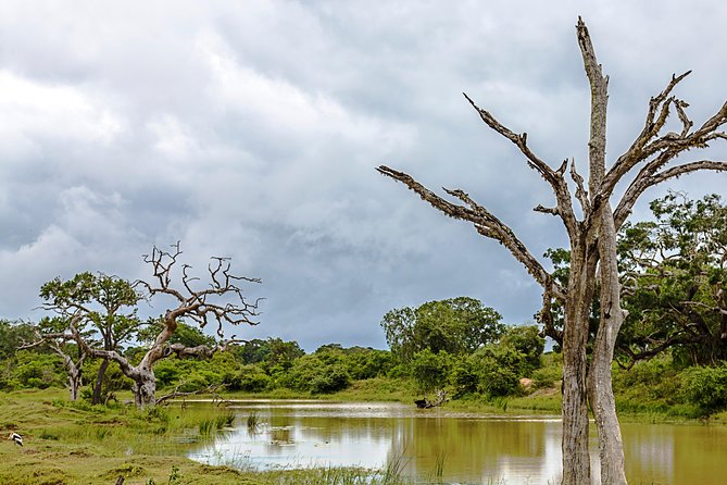 Yala National Park - Full Day Private Tour - The Sum Up