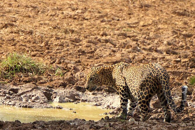 Yala National Park - Full Day Safari (04:30 Am - 06:00 Pm) - Good To Know