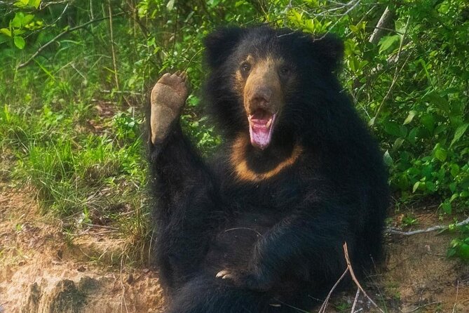 Yala National Park - Full Day Safari (04:30 Am - 06:00 Pm) - Wildlife Spotting Guide