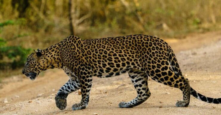 Yala National Park : Full Day Safari (04:30 Am - 18:00 Pm) - Good To Know