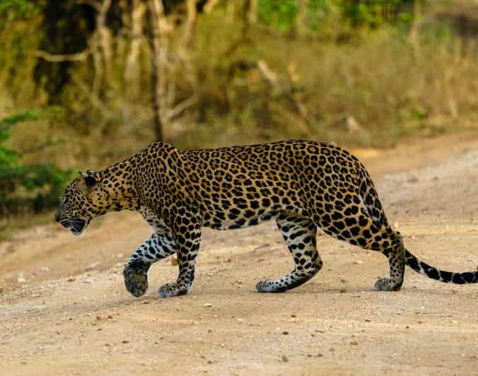 Yala National Park : Full Day Safari (04:30 Am - 18:00 Pm) - Wildlife Highlights