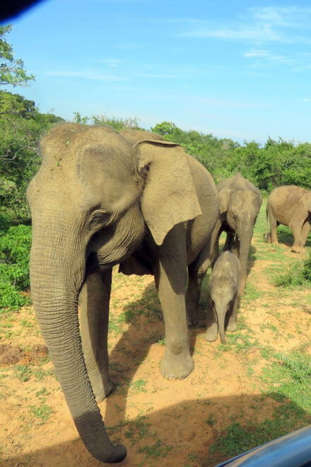 Yala National Park : Full Day Safari (04:30 Am - 18:00 Pm) - Daily Itinerary