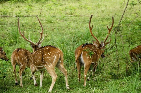 Yala National Park : Full Day Safari (04:30 Am - 18:00 Pm) - Booking Information