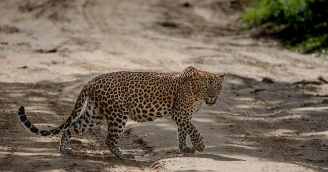 Yala National Park : Full Day Safari ( 4.30 Am - 6.00 Pm ) - Wildlife Experience Highlights