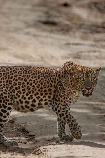 Yala National Park : Full Day Safari ( 4.30 Am - 6.00 Pm ) - Transportation and Pickup Details