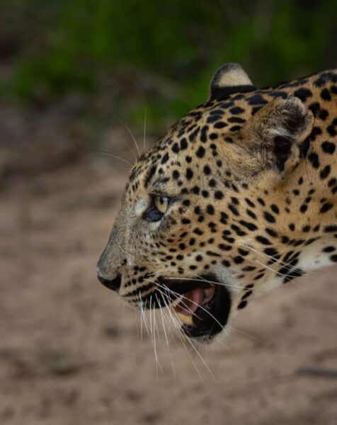 Yala National Park : Full Day Safari ( 4.30 Am - 6.00 Pm ) - Frequently Asked Questions