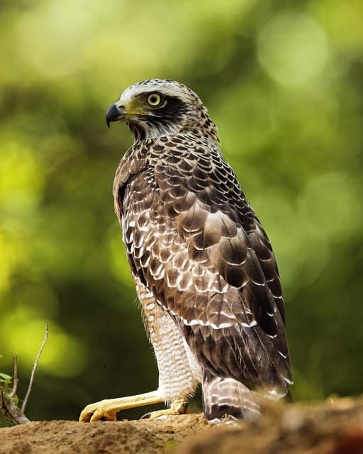 Yala National Park : Full Day Safari (4:30 - 18:00) - Daily Itinerary and Logistics