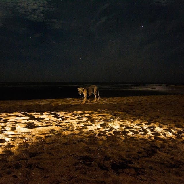 Yala National Park : Full Day Safari (4:30 - 18:00) - Comfort and Amenities Offered