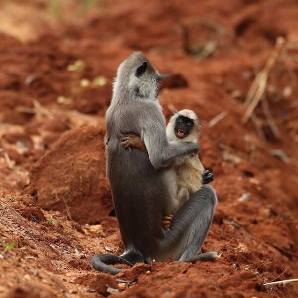 Yala National Park : Full Day Safari (4:30 - 18:00) - Nearby Attractions and Activities