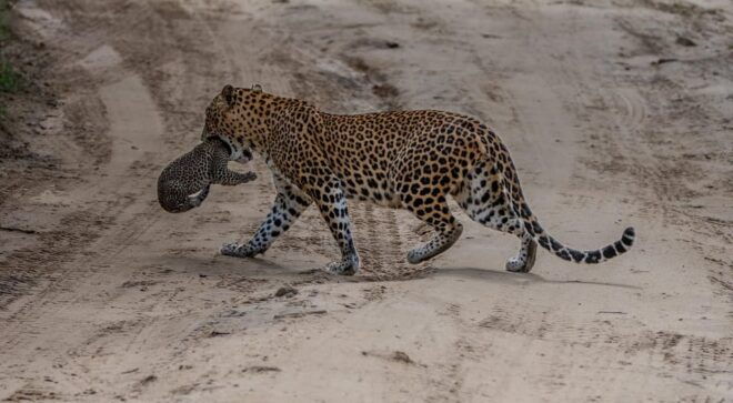 Yala National Park : Full Day Safari ( All-Inclusive ) - Inclusions and Amenities