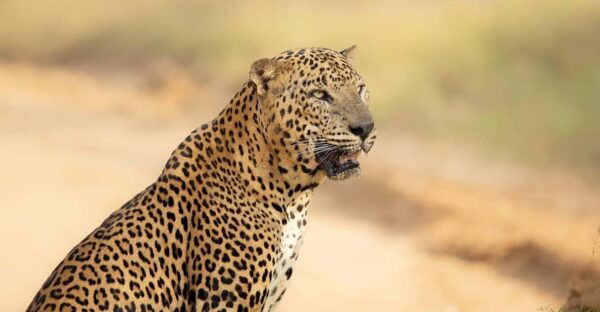 Yala National Park : Full Day Safari ( All-Inclusive ) - Booking and Cancellation Policy