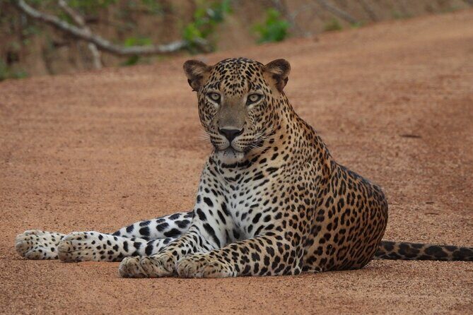 Yala National Park Full Day Safari - Ceylon Safari Tours - The Detailed Itinerary