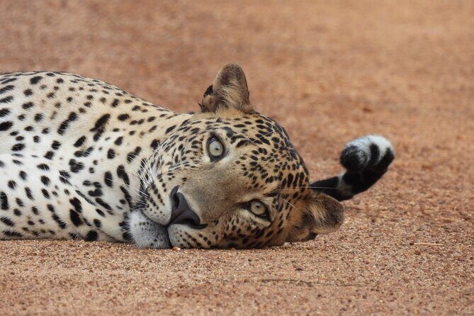 Yala National Park Full Day Safari - Ceylon Safari Tours - Starting Bright and Early