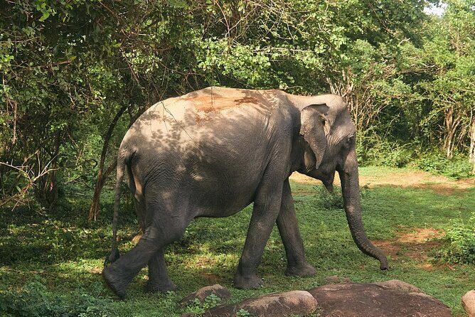 Yala National Park Full Day Safari - Ceylon Safari Tours - Wildlife Sightings and Photography Opportunities