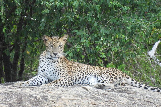 Yala National Park Full Day Safari - Ceylon Safari Tours - Timing and Duration